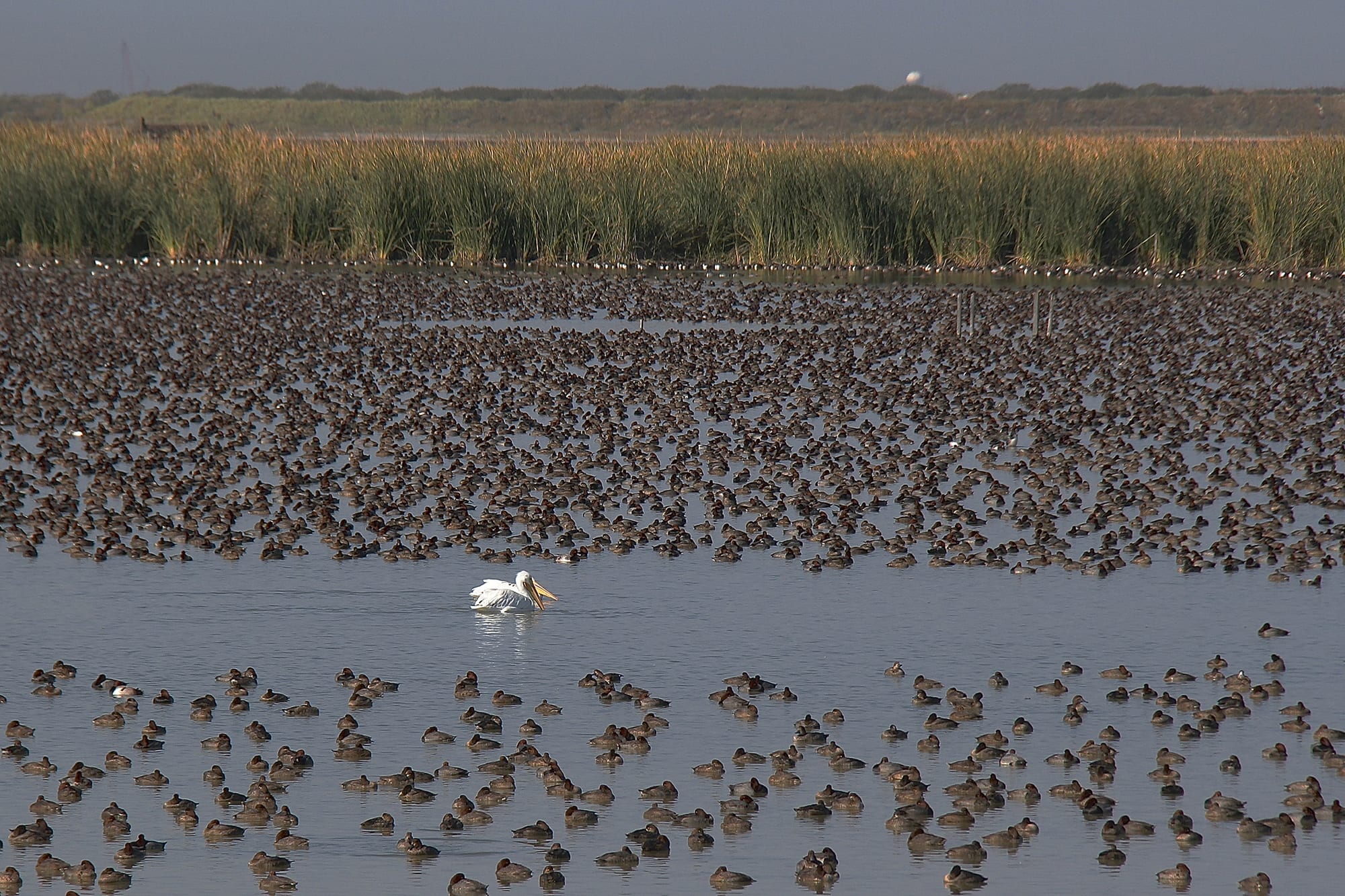 A solitary pelican amongst thousands of ducks