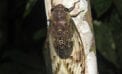 Cicada Serenaded by cicadas
