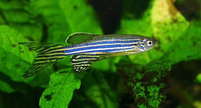 Nicotine withdrawal in zebrafish offers clues to human addiction