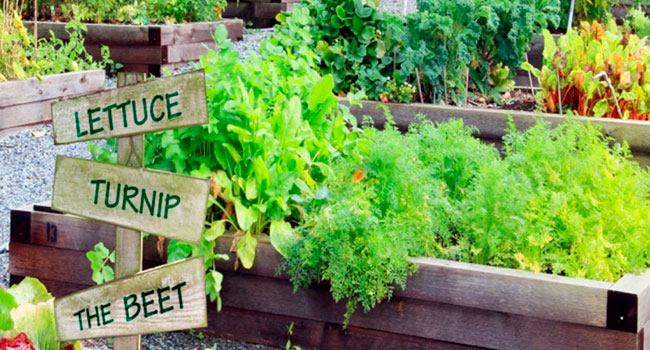 Canadians embracing the joy of pandemic gardening