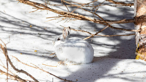 The snowshoe hare Less winter snow could spell disaster for snowshoe hares