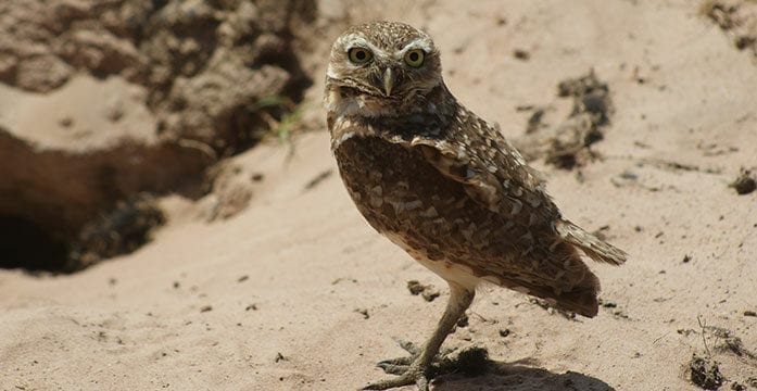 burrowing owl nature birds wildlife Are owls wise, all-seeing and good luck – or harbingers of calamity?