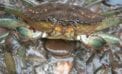 European green crab Managing invasive species better than eliminating them: research