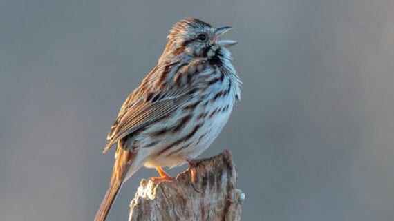 bird singing Why birds sing before winter weather breaks