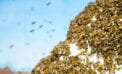 bee swarm insects nature Exploring bee behaviour opens new career possibilities