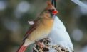 cardinal bird winter animal nature Why birds practise their mating songs in winter