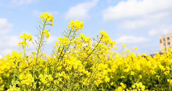 Canola conundrum puts Canada in China’s crosshairs