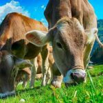 Grazing livestock could reduce greenhouse gases atmosphere: study