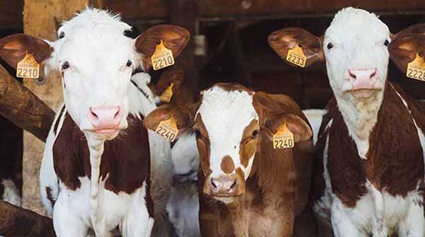 Promising probiotic for dairy cattle headed to marketplace