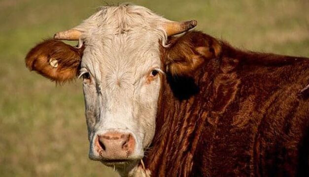 Cutting-edge genetics project targets methane emissions in beef cattle