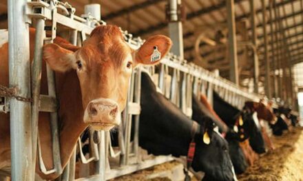 Ten myths standing in the way of supply management reform